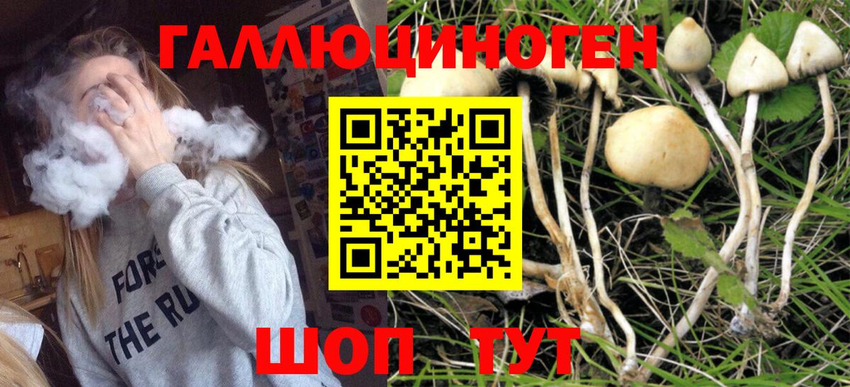 где купить наркоту  Вход с VPN  Новоалександровск  Псилоцибиновые грибы Magic Shrooms 